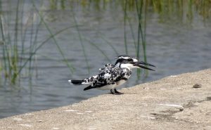 Pied- Kingfisher