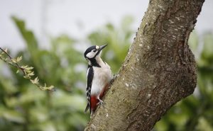 Woodpecker