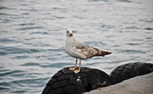 Seagull