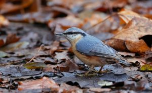 Nuthatch