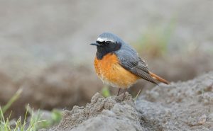 Redstart