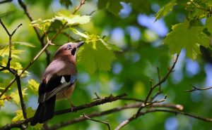 Eurasian Jay