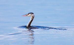 Grebe