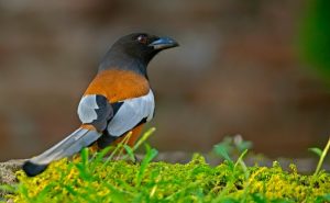 Treepie