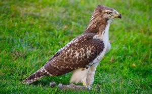 Red-tailed-Hawk