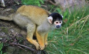 Squirrel Monkey