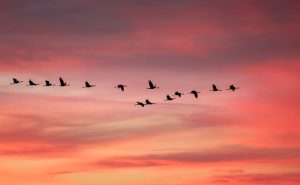 Crane