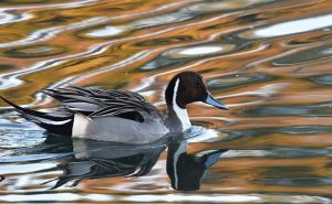 Pintail