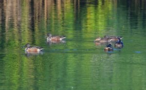 Shoveler