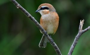 Shrike