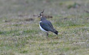 Lapwing