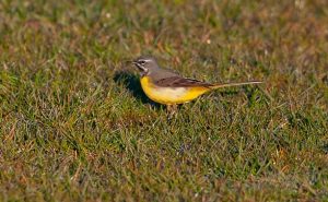 Grey Wagtail
