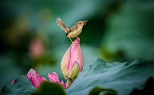 Prinia