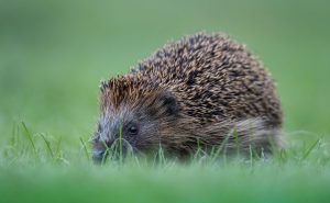 Hedgehog