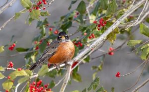 American Robin