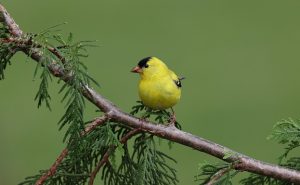 American-Goldfinch