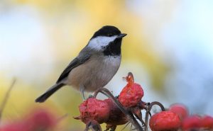 Black-capped Chickadee