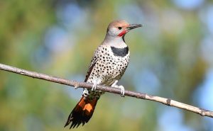 Flicker
