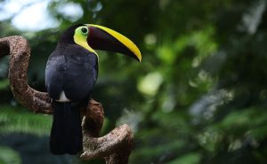 Toucan
