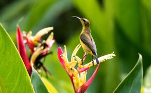 Sunbird