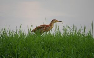 Bittern
