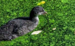 Coot