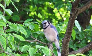 Blue Jay