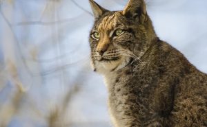 Lynx