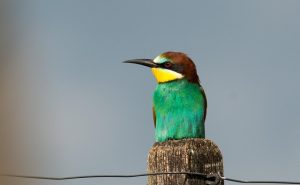 European Bee Eater