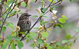 Song-Sparrow