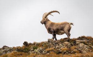 Ibex