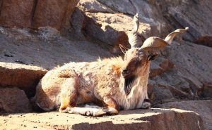 Markhor